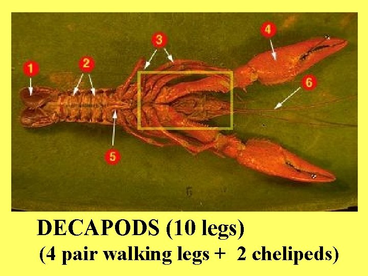 DECAPODS (10 legs) (4 pair walking legs + 2 chelipeds) 