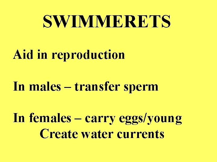 SWIMMERETS Aid in reproduction In males – transfer sperm In females – carry eggs/young