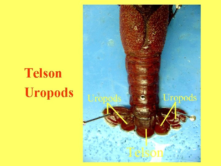 Telson Uropods 