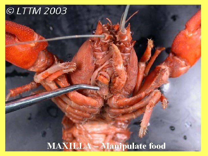 MAXILLA – Manipulate food 