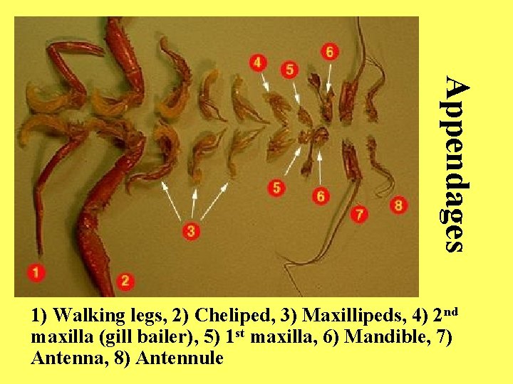 Appendages 1) Walking legs, 2) Cheliped, 3) Maxillipeds, 4) 2 nd maxilla (gill bailer),