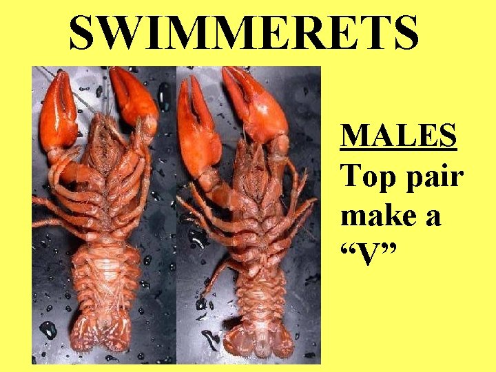 SWIMMERETS MALES Top pair make a “V” 