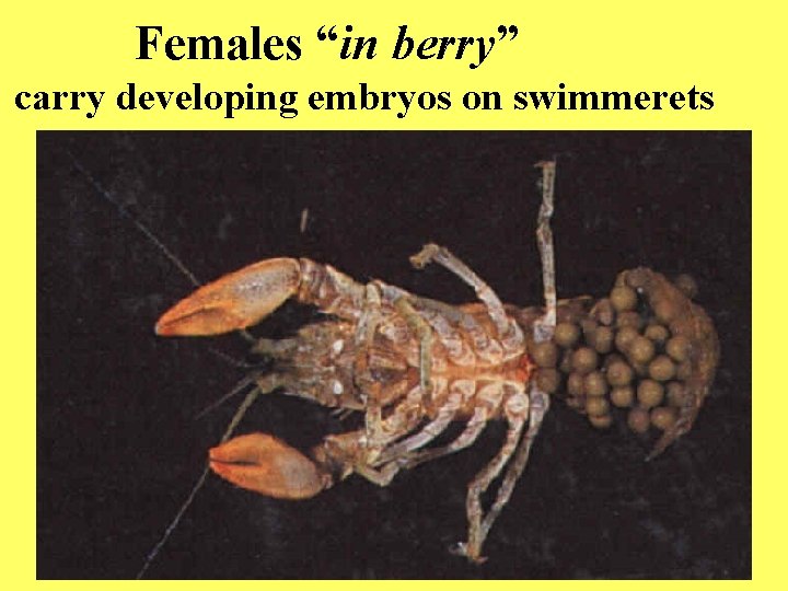 Females “in berry” carry developing embryos on swimmerets 