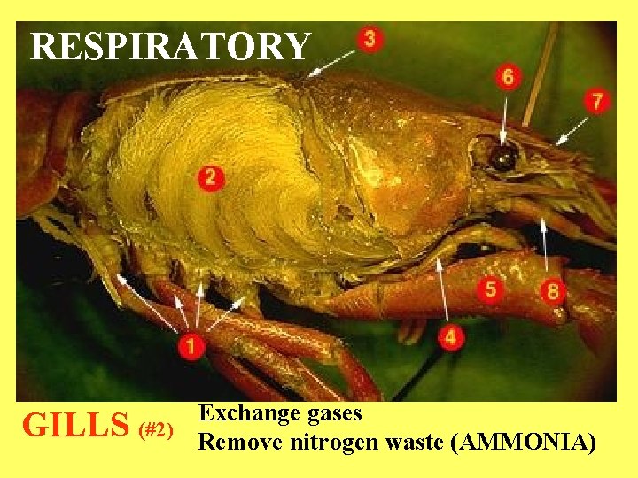 RESPIRATORY GILLS Exchange gases (#2) Remove nitrogen waste (AMMONIA) 