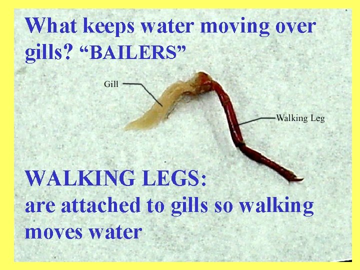 What keeps water moving over gills? “BAILERS” WALKING LEGS: are attached to gills so