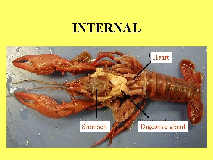 INTERNAL Heart Stomach Digestive gland 