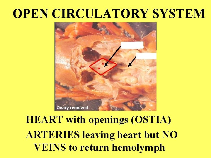 OPEN CIRCULATORY SYSTEM HEART with openings (OSTIA) ARTERIES leaving heart but NO VEINS to