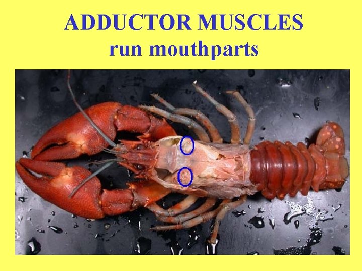 ADDUCTOR MUSCLES run mouthparts 