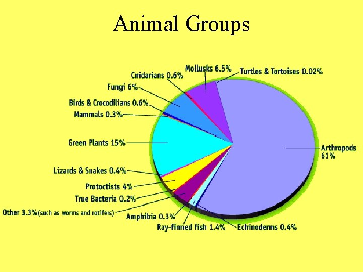 Animal Groups 