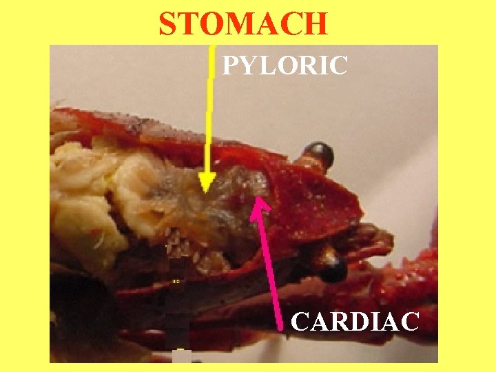 STOMACH PYLORIC CARDIAC 