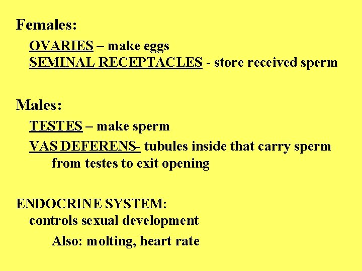 Females: OVARIES – make eggs SEMINAL RECEPTACLES - store received sperm Males: TESTES –