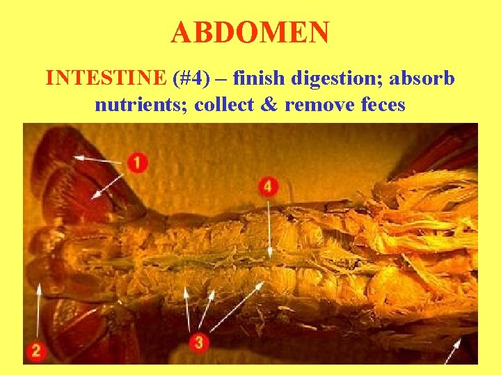 ABDOMEN INTESTINE (#4) – finish digestion; absorb nutrients; collect & remove feces 