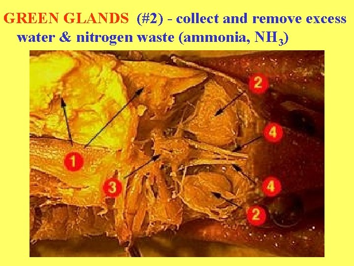 GREEN GLANDS (#2) - collect and remove excess water & nitrogen waste (ammonia, NH