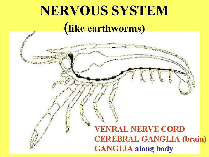 NERVOUS SYSTEM (like earthworms) VENRAL NERVE CORD CEREBRAL GANGLIA (brain) GANGLIA along body 