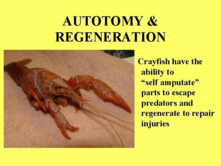 AUTOTOMY & REGENERATION Crayfish have the ability to “self amputate” parts to escape predators