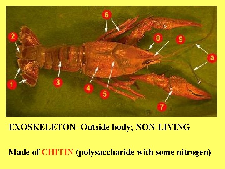 EXOSKELETON- Outside body; NON-LIVING Made of CHITIN (polysaccharide with some nitrogen) 