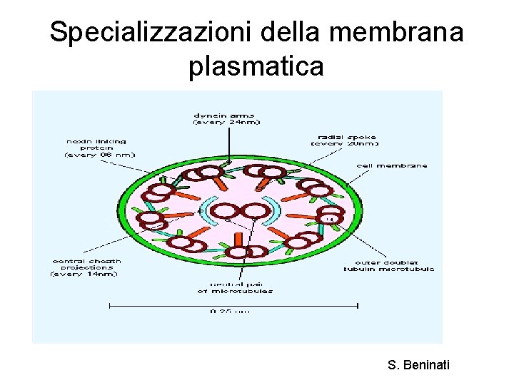 Specializzazioni della membrana plasmatica S. Beninati 
