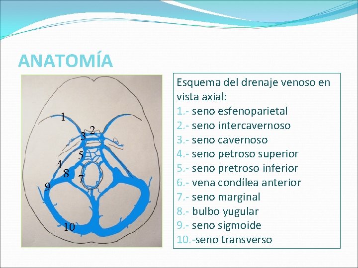 ANATOMÍA 1 3 9 5 4 6 8 7 10 2 Esquema del drenaje ANATOMÍA 1 3 9 5 4 6 8 7 10 2 Esquema del drenaje