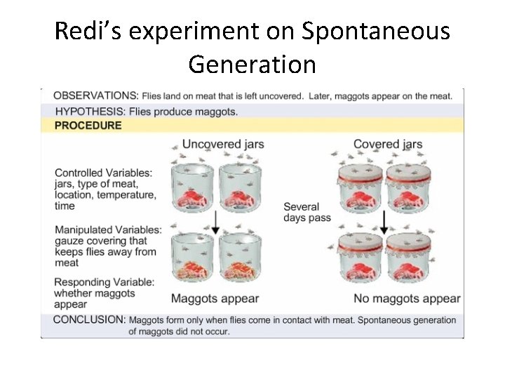 Redi’s experiment on Spontaneous Generation 