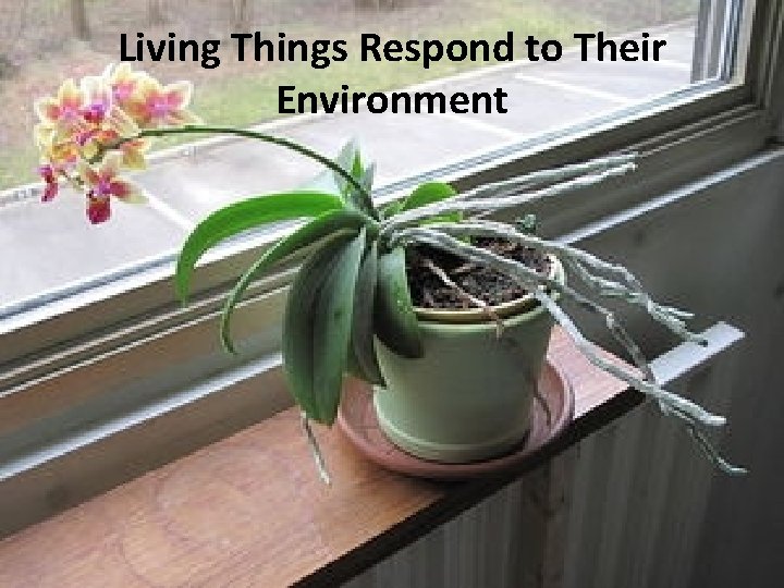 Living Things Respond to Their Environment 