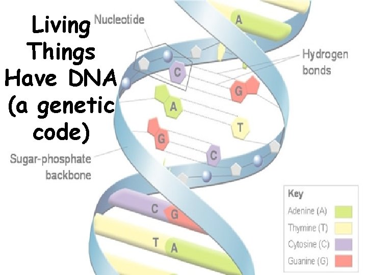 Living Things Have DNA (a genetic code) 