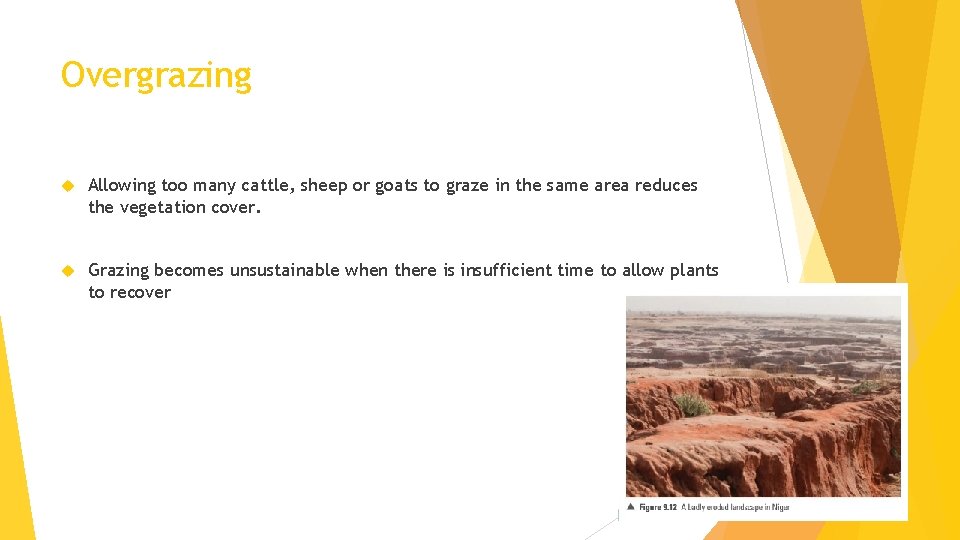 Overgrazing Allowing too many cattle, sheep or goats to graze in the same area