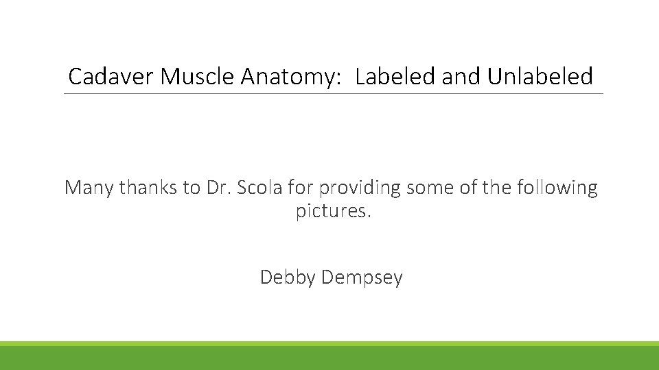 Cadaver Muscle Anatomy: Labeled and Unlabeled Many thanks to Dr. Scola for providing some