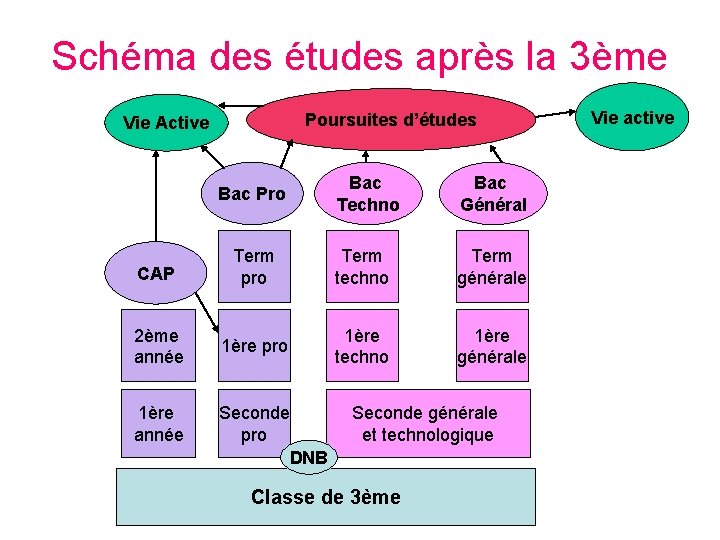 Schéma des études après la 3ème Poursuites d’études Vie Active Bac Techno Bac Général