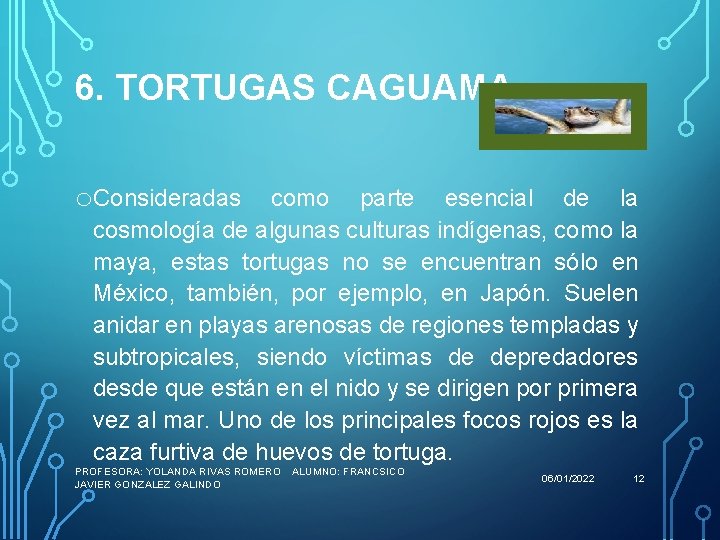 6. TORTUGAS CAGUAMA o. Consideradas como parte esencial de la cosmología de algunas culturas