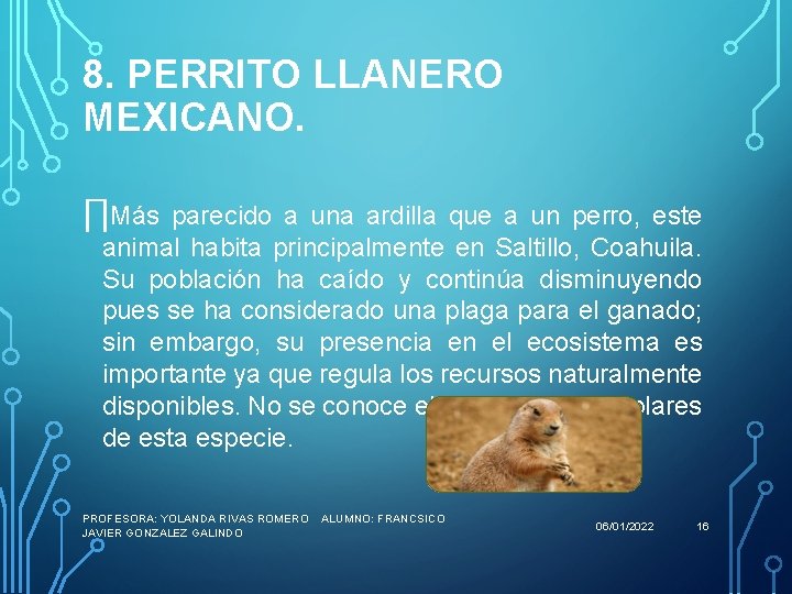 8. PERRITO LLANERO MEXICANO. ∏Más parecido a una ardilla que a un perro, este