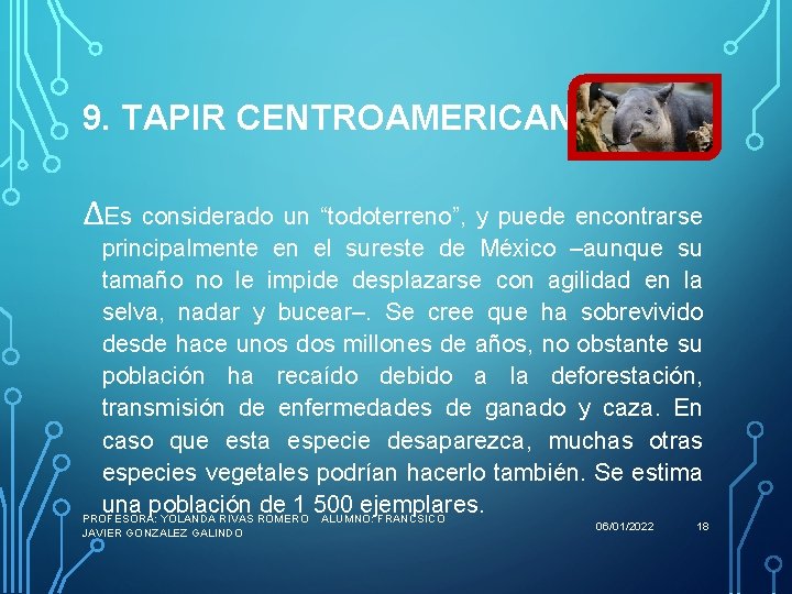 9. TAPIR CENTROAMERICANO ∆Es considerado un “todoterreno”, y puede encontrarse principalmente en el sureste