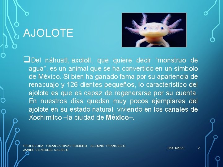 AJOLOTE q. Del náhuatl, axolotl, que quiere decir “monstruo de agua”, es un animal