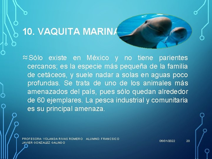 10. VAQUITA MARINA ≈Sólo existe en México y no tiene parientes cercanos; es la