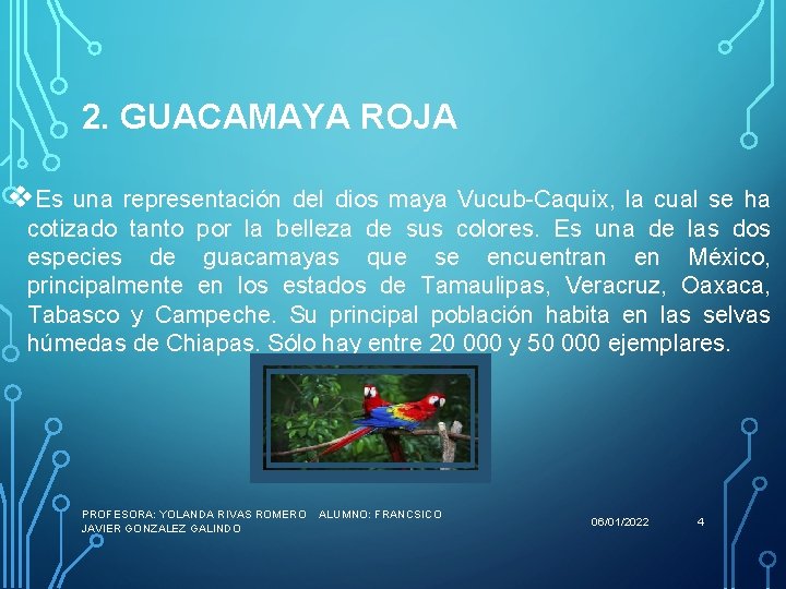 2. GUACAMAYA ROJA v. Es una representación del dios maya Vucub-Caquix, la cual se
