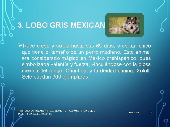 3. LOBO GRIS MEXICANO ØNace ciego y sordo hasta sus 65 días, y es