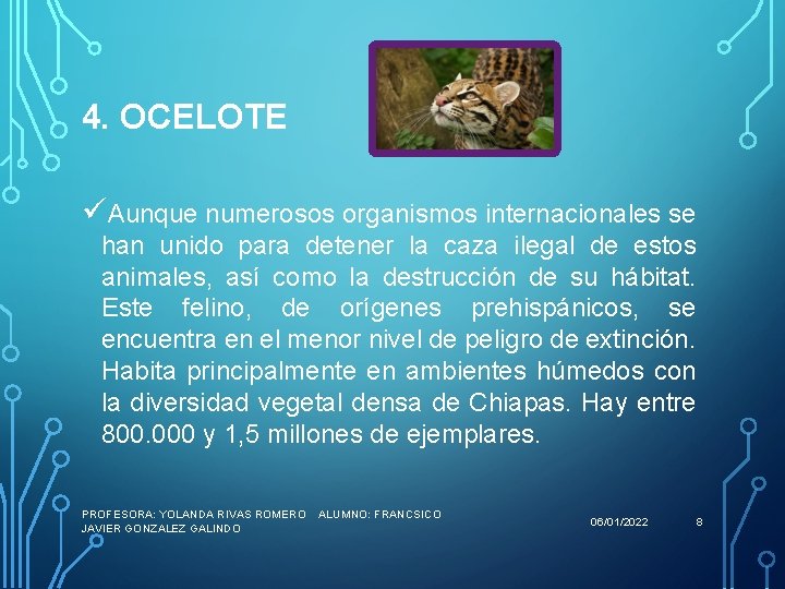 4. OCELOTE üAunque numerosos organismos internacionales se han unido para detener la caza ilegal