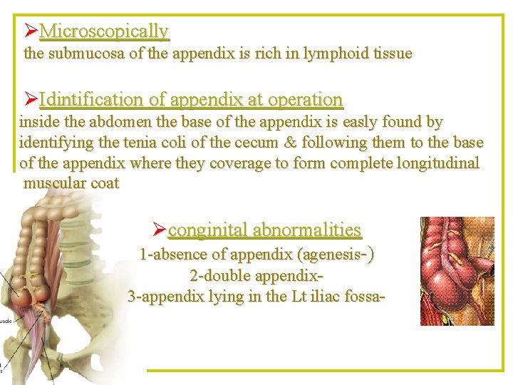 ØMicroscopically the submucosa of the appendix is rich in lymphoid tissue ØIdintification of appendix