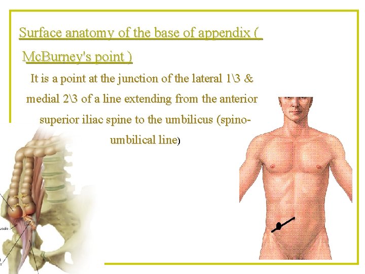 Surface anatomy of the base of appendix ( Mc. Burney's point ) It is