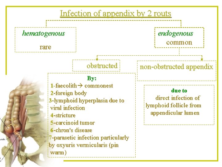 Infection of appendix by 2 routs hematogenous endogenous common rare obstructed By: 1 -faecolith