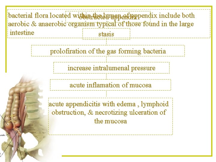 bacterial flora located within the lumen of appendix include both obstructed appendix aerobic &