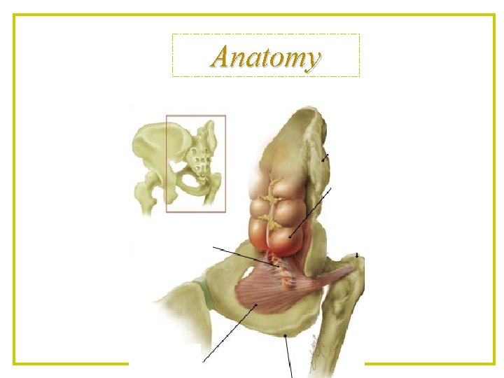 Anatomy 