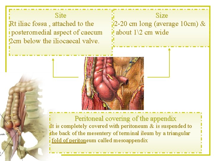 Site Rt iliac fossa , attached to the posteromedial aspect of caecum 2 cm