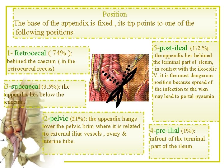 Position The base of the appendix is fixed , its tip points to one