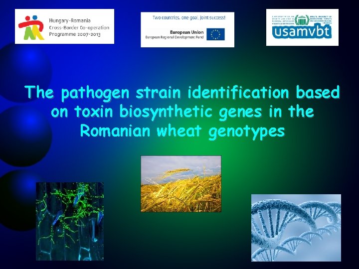 The pathogen strain identification based on toxin biosynthetic genes in the Romanian wheat genotypes