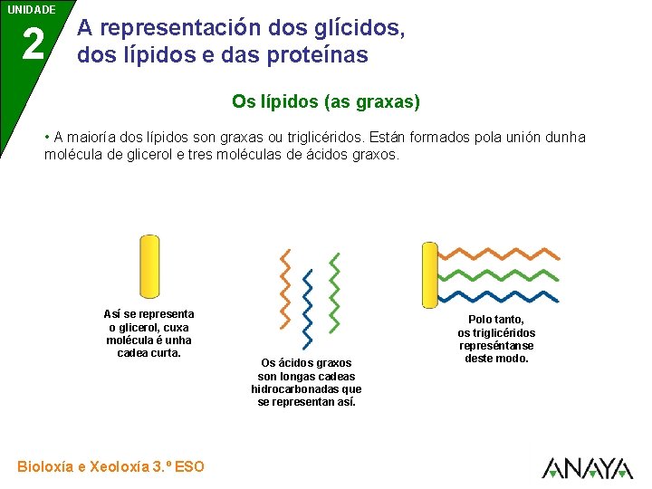 UNIDADE 2 A representación dos glícidos, dos lípidos e das proteínas Os lípidos (as