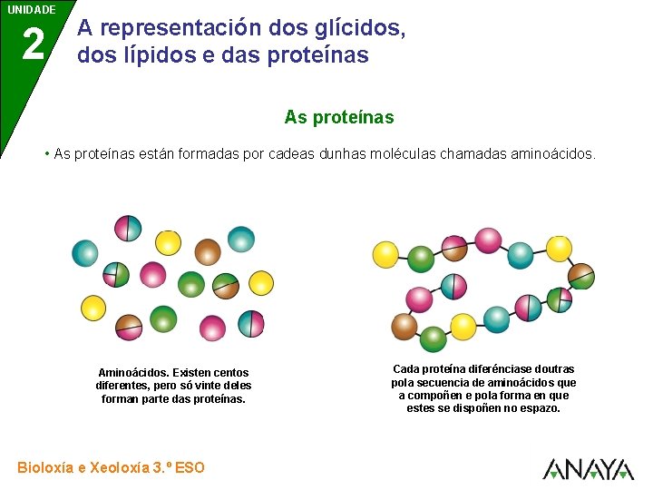 UNIDADE 2 A representación dos glícidos, dos lípidos e das proteínas As proteínas •