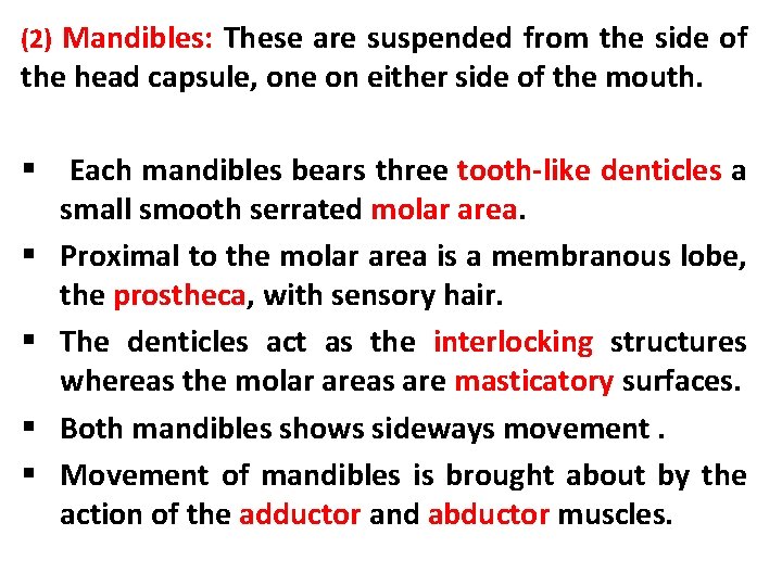 (2) Mandibles: These are suspended from the side of the head capsule, one on