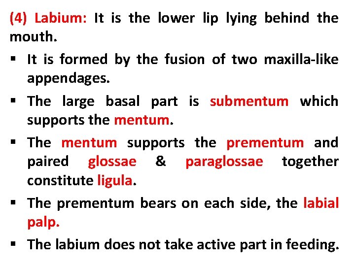 (4) Labium: It is the lower lip lying behind the mouth. § It is