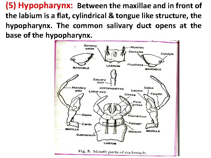 (5) Hypopharynx: Between the maxillae and in front of the labium is a flat,