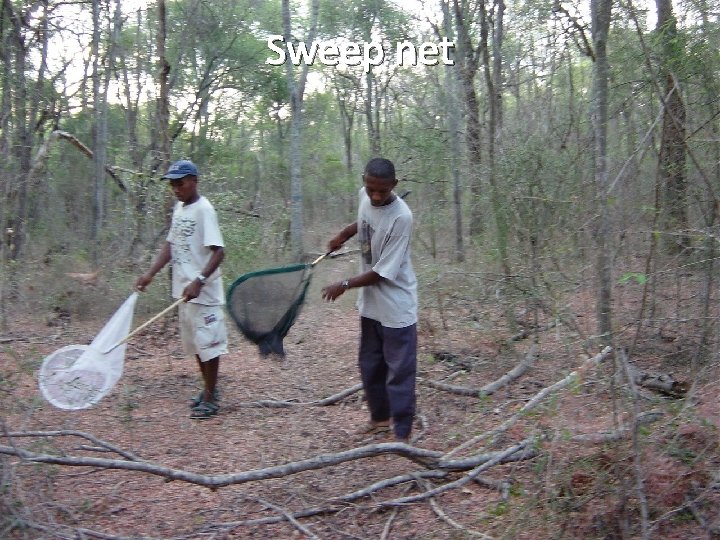 Sweep net 